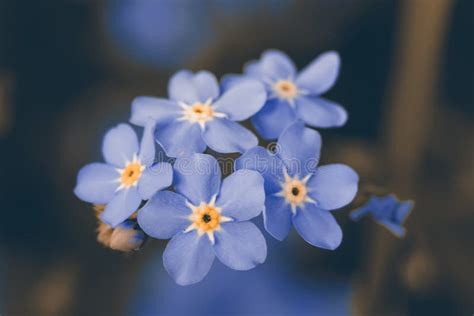 Forget Me Not In The Garden Forget Me Not Flowers Spring Summer In