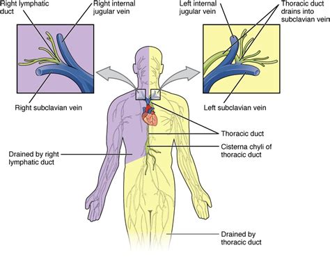 Immune System Diagram Labeled