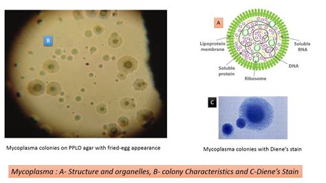 Mycoplasma Introduction Characteristics Pathogenecity Lab Diagnosis