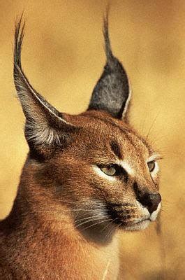 caracal cat fun animals wiki  pictures stories