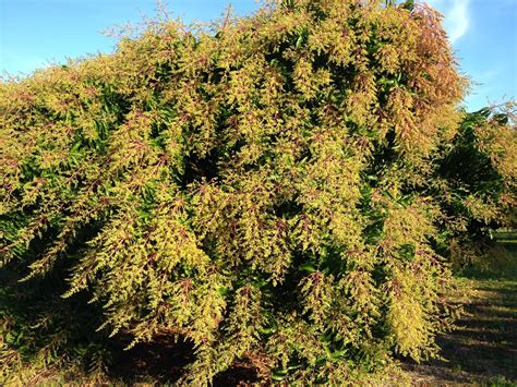 Mango tree zill variety grafted. The Mango Report from Truly Tropical: Flowering Mangos and ...