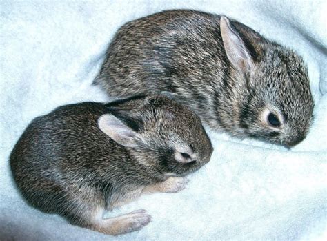 Cottontail - Operation Wildlife