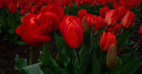 Red Tulip Flower Field · Free Stock Photo