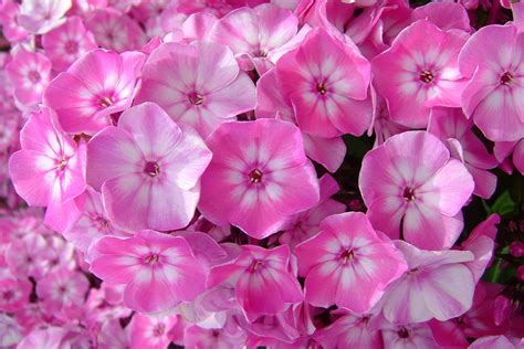 Volcano Series Garden Phlox Oklahoma State University