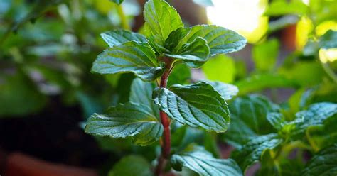 Tips For Growing Mint Indoors Gardeners Path