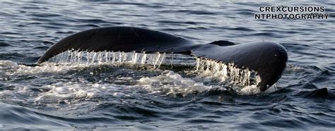 Whales And Dolphins Bc Sightings Returning Humpbacks Southern