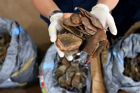 Malaysia sustainable development goals voluntary national review 2017. Pangolin smuggling thwarted in Dumai - National - The ...
