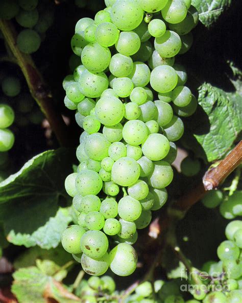 Mature Cluster Of Chardonnay Wine Grapes On The Vine On River Road 1991