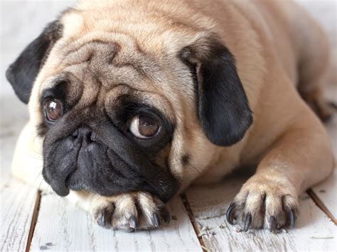Premium Photo Sad Pug Dog With Big Eyes Lying On Wooden Floor