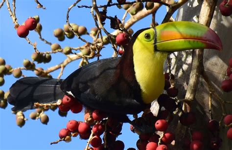 A Keel Billed Toucan The National Bird Of Belize Photo Taken By
