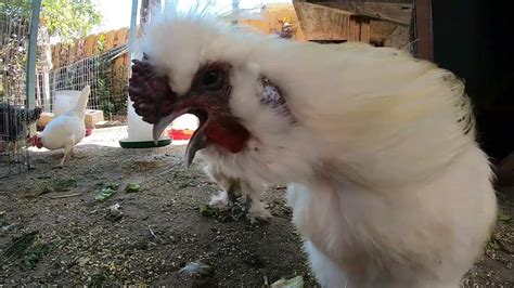 White Silkie Rooster Crowing Into The Camera Compilation Youtube