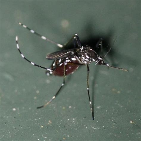Asian Tiger Mosquito Ohio Aedes Albopictus Bugguidenet