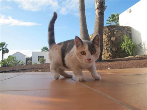 Misty Feral Kitten In Lanzarote Val Crookston Flickr