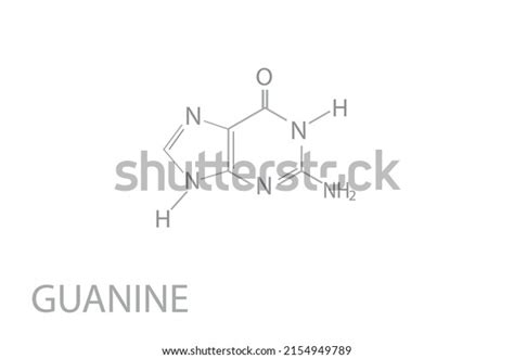 Guanine Molecular Skeletal Chemical Formula Stock Vector Royalty Free 2154949789 Shutterstock