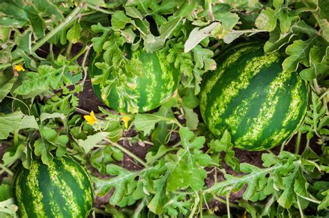 How To Grow Watermelons