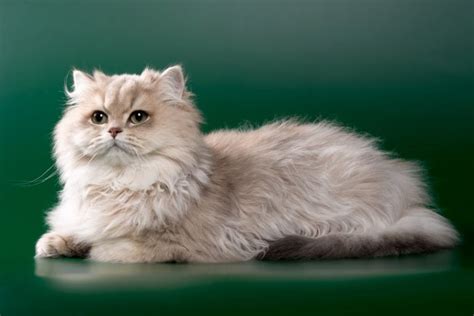 What Breed Is Snowball The Cat From The Simpsons Facts And Faq Feeduw