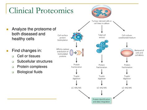 Ppt Proteomics Powerpoint Presentation Free Download Id1281661