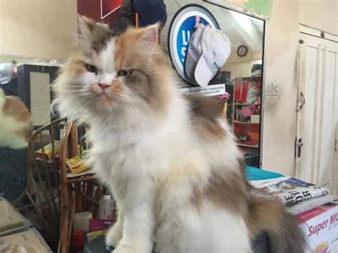 Check spelling or type a new query. Nama Kucing Jantan / Betina, Lucu, Bagus, Unik, dan Imut ...