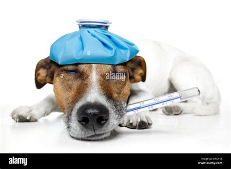 Sick Dog Fever Pain Stock Photo Alamy