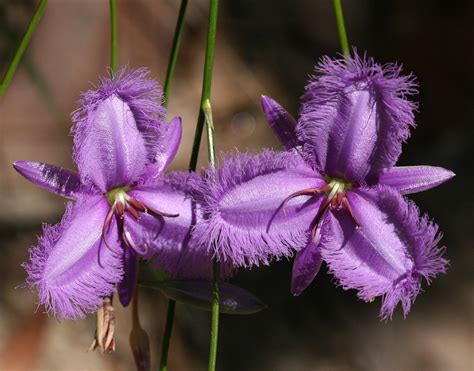 25 Beautiful Australian Wildflowers | Australian wildflowers, Australian native flowers 