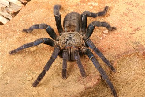 Also, tarantulas being kept as pets or in captivity are said to be partial towards crickets. What You Need to Know About Cobalt Blue Tarantulas as Pets