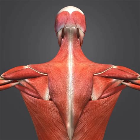 Illustration Médicale Colorée Anatomie Musculaire Squelettique Humaine