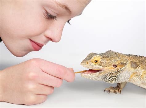 Best Pet Reptiles For Children - www.animalplanetlife.com