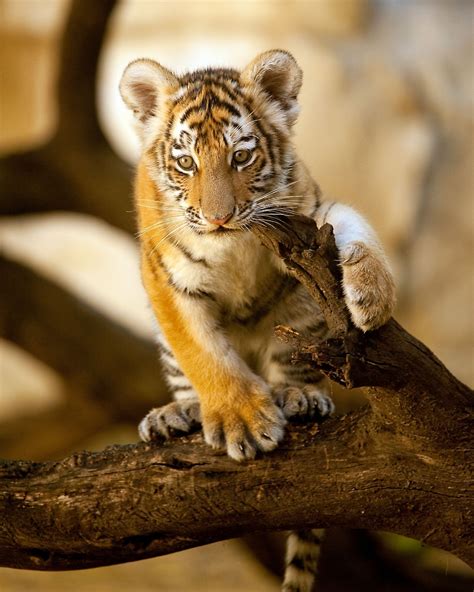 Pin On Animals Big Cats Tigers