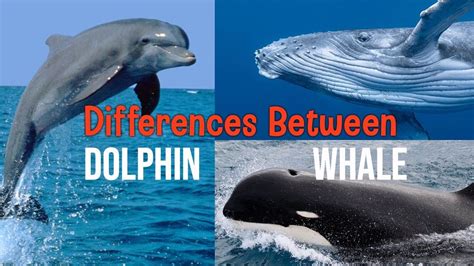 Hidden Facts What Are The Differences Between Whales And Dolphins