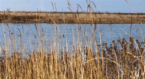 Our Bay Wetlands Journey Creeping Wild Rye Save The Bay