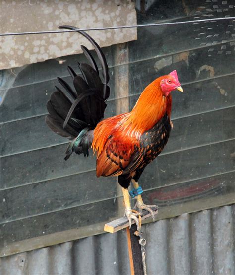 Rooster Free Stock Photo Public Domain Pictures