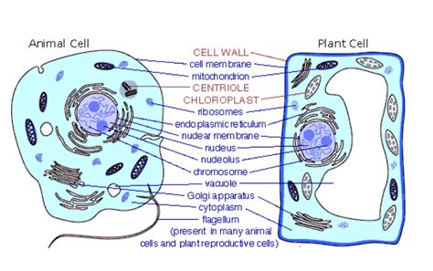 Cell Structure And Function Biology Notes For A Level