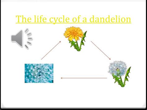 Life Cycle Of A Dandelion