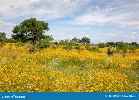 Field Of Texas Hill Country Yellow Wildflowers Stock Photo Image Of