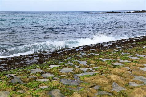 Limu Seaweeds For Turtle Food Laniakea Beach Oahu Haw Aloha