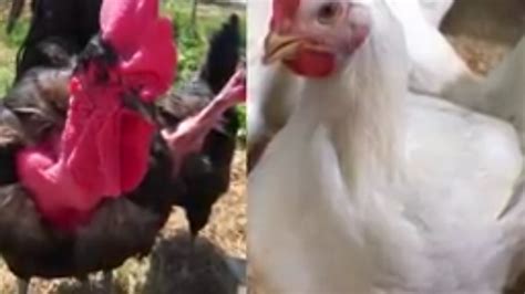 Featherless Chicken Created By Scientist Details