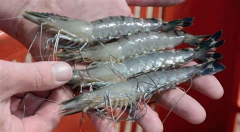 Octopus, mussels and squid, especially if they breathe oxygen from air through lungs (such as sea turtles and sea snakes which are reptiles, dolphins and whales which are mammals,. Islamic clerics in dispute over Indian prawn fatwa - DPO ...
