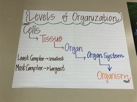 Levels Of Organization Anchor Chart Science Cells Gambaran