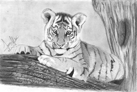 Baby Tiger Draw 25 By Juansk On Deviantart