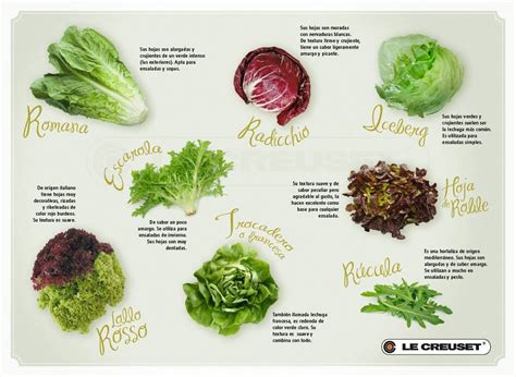 tipos-de-lechugas-infografia – Olivizate