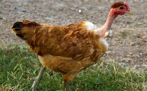 The Best Chicken For Meat Breeds Top 15 Chickens For Producing Meat 2021