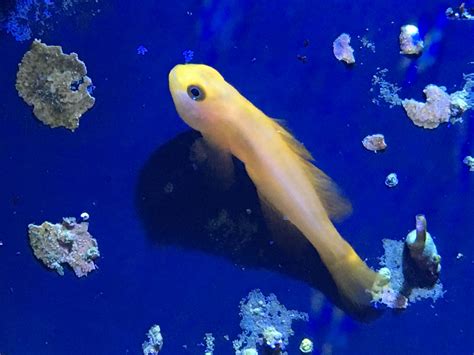 Yellow Clown Goby Added October17 Reef Tank Saltwater Tank Reef
