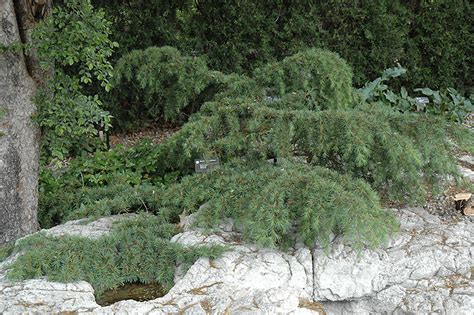 Sargents Dwarf Cedar Of Lebanon Cedrus Libani Sargentii In Goldsby