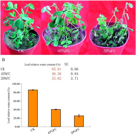 A Phenotype Of Peanut Plants Exposed To Different Levels Of Water