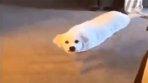 Cute Cursed Dog Images Their Smile Is Full Of Joy And Absolutely
