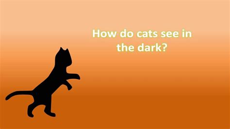 How cats can see in the dark there are four principal features in the cat's eye that allow it to see in the dark a lot better than human night vision. How do cats see in the dark ? - YouTube
