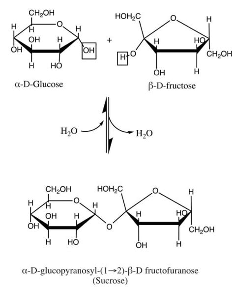 Sucrose Definition Structure Uses Biology Dictionary