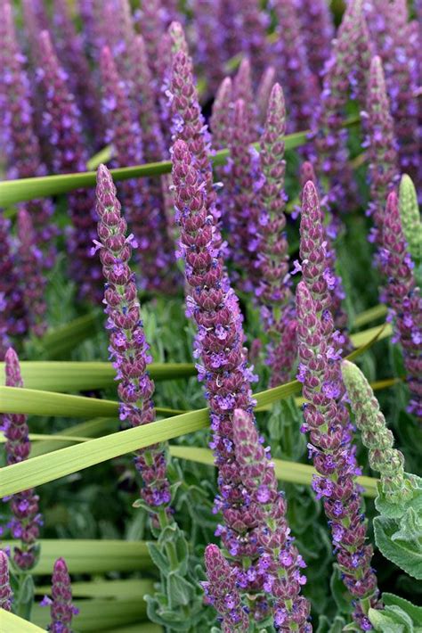 Nepeta Tuberosa Buy Online At Annie S Annuals In Purple