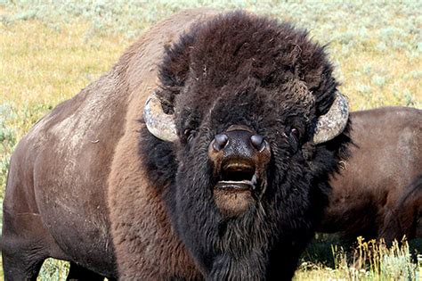 Sacred Buffalo Bison Animal Attack American Bison