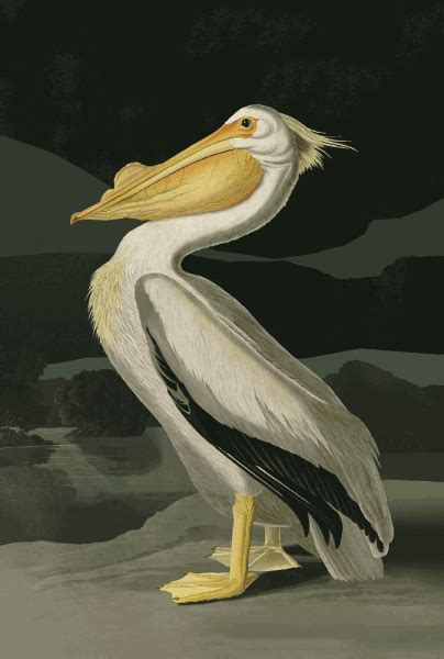 American White Pelican John James Audubon 3д картина Magicvisionru